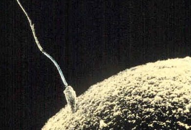 sperm rahim