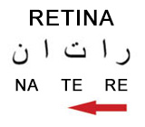 Göz təbəqəsi: torlu qişa (retina)